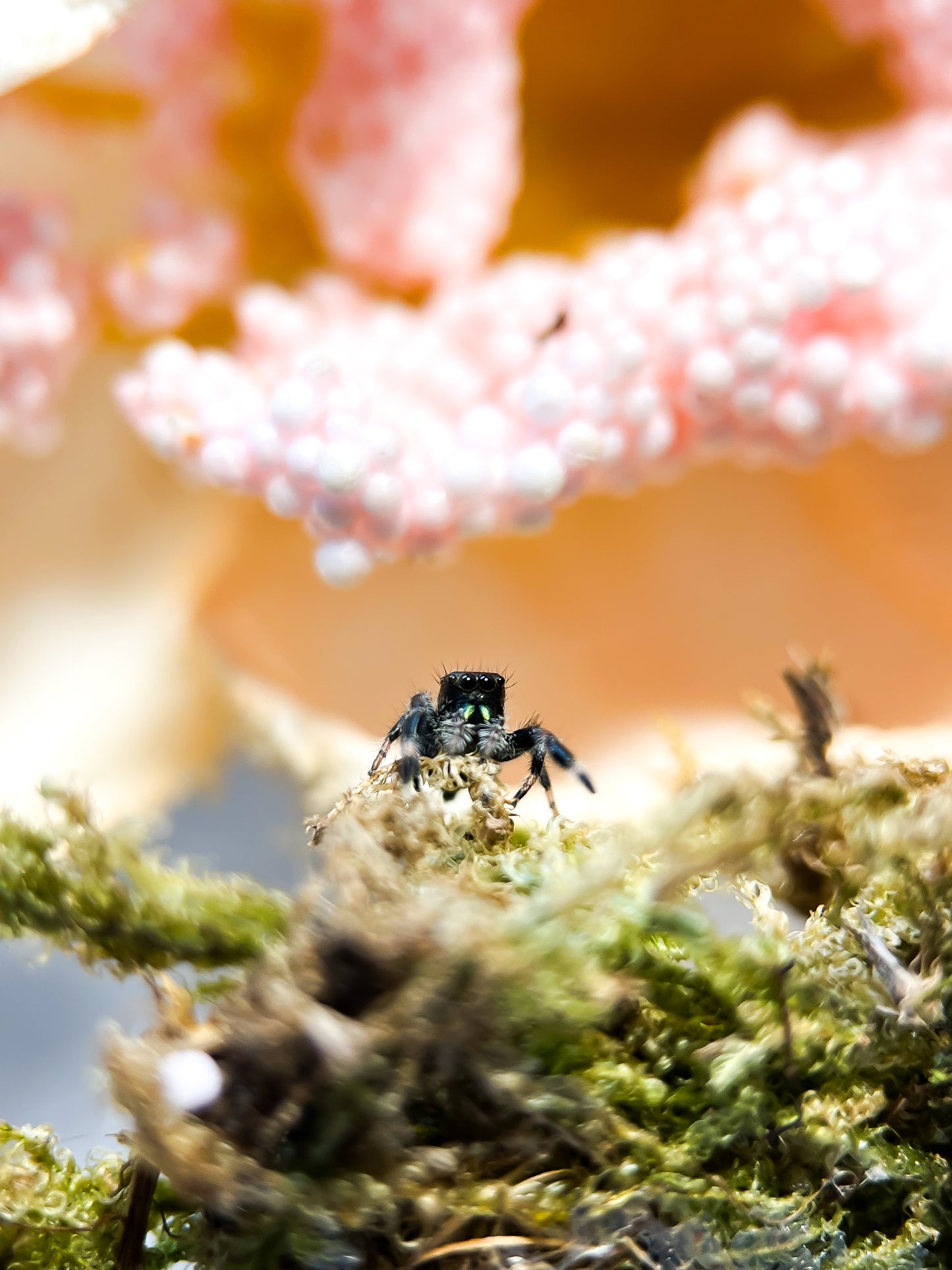 Phidippus Regius white Bahamas