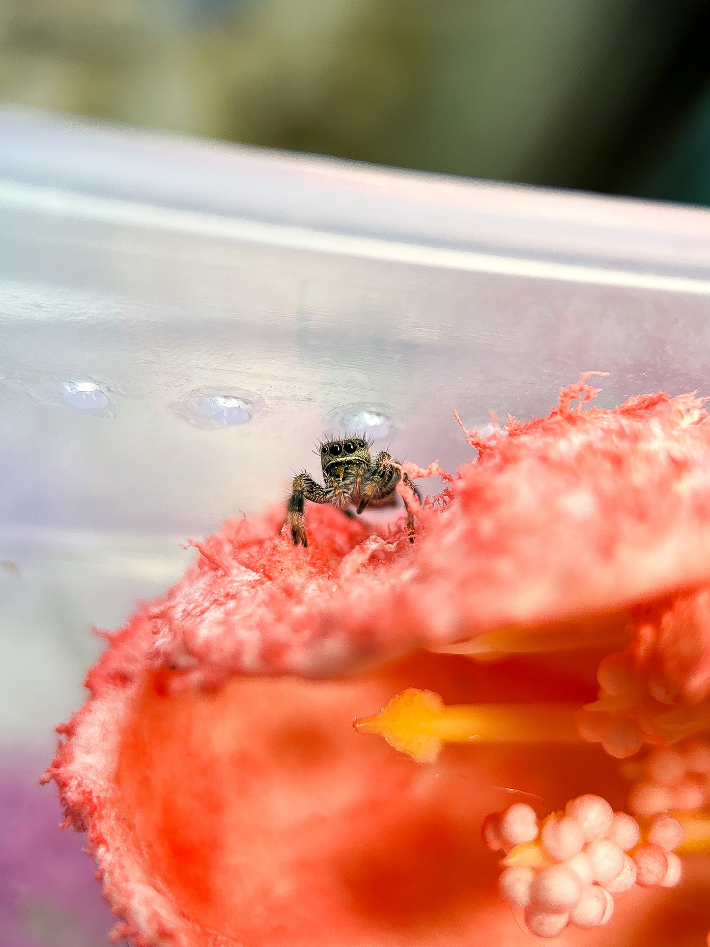 Phidippus Regius white Bahamas