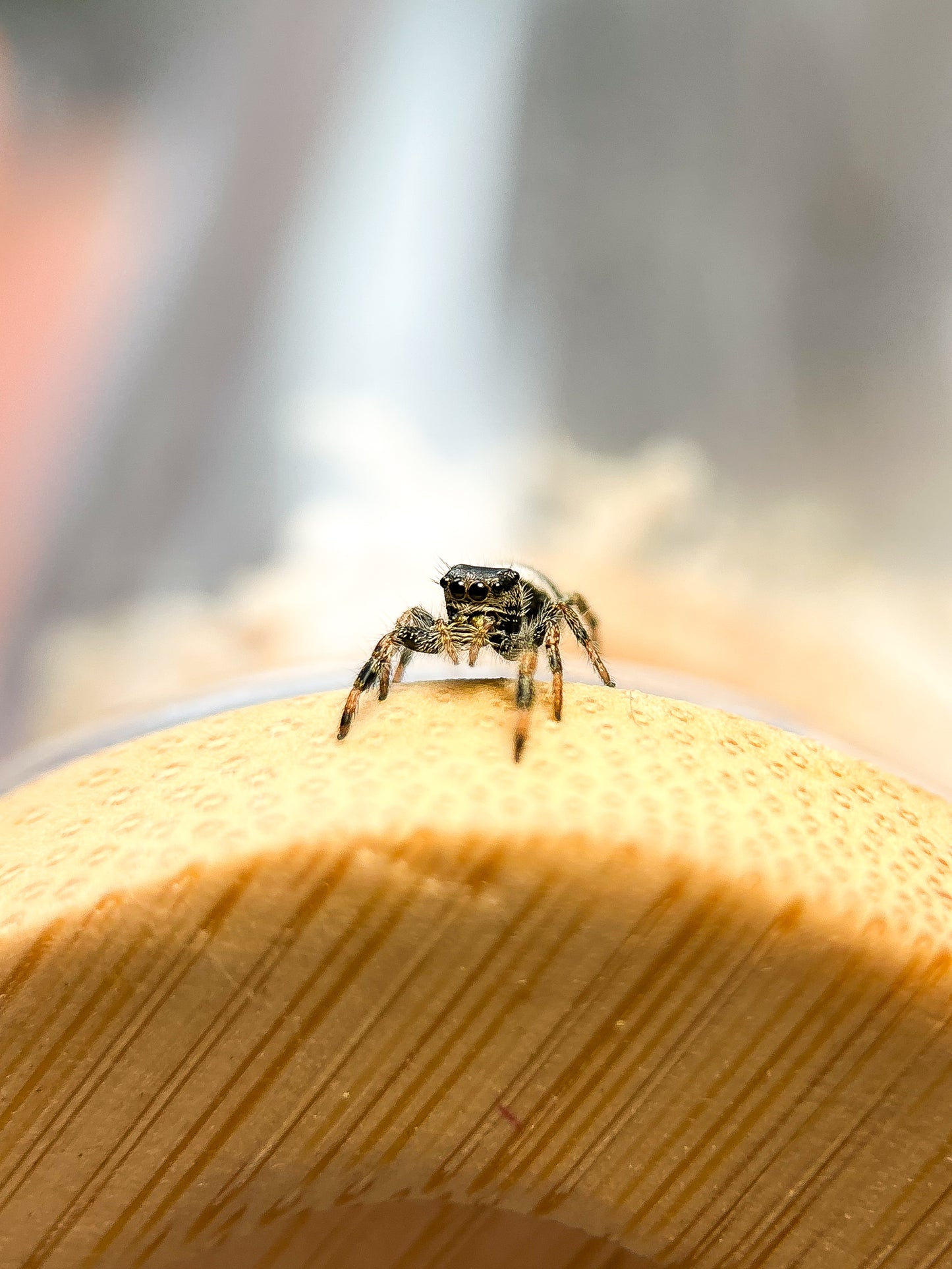 Phidippus Regius white Bahamas
