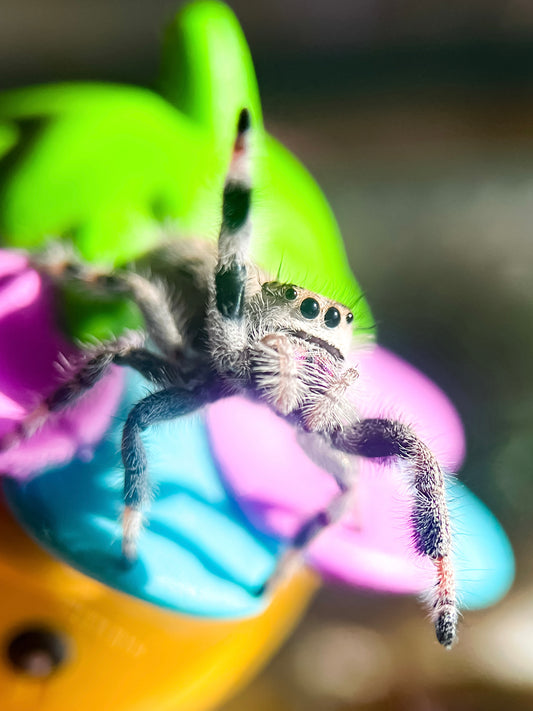 Phidippus Regius white Bahamas