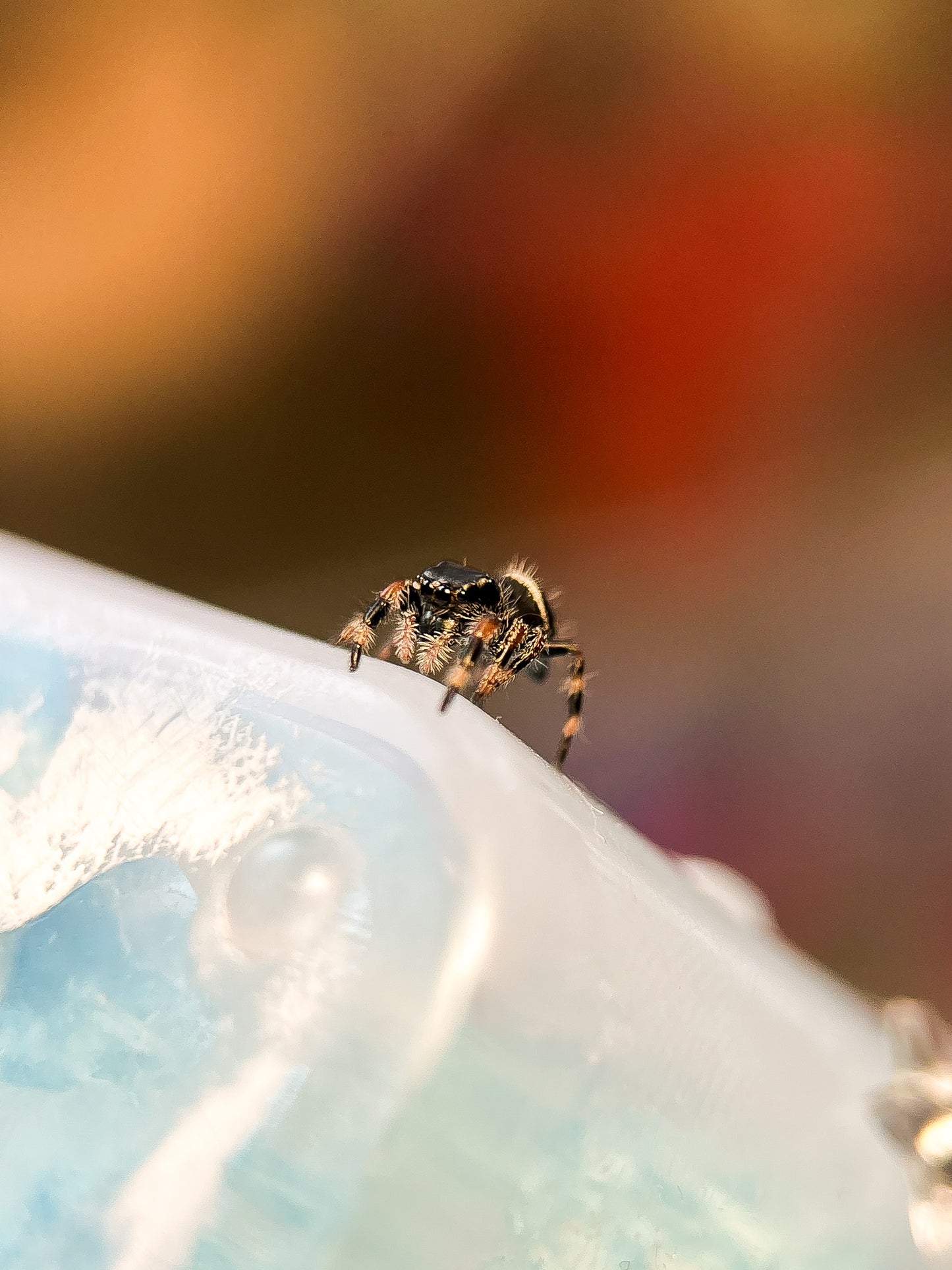 Phidippus Regius white Bahamas