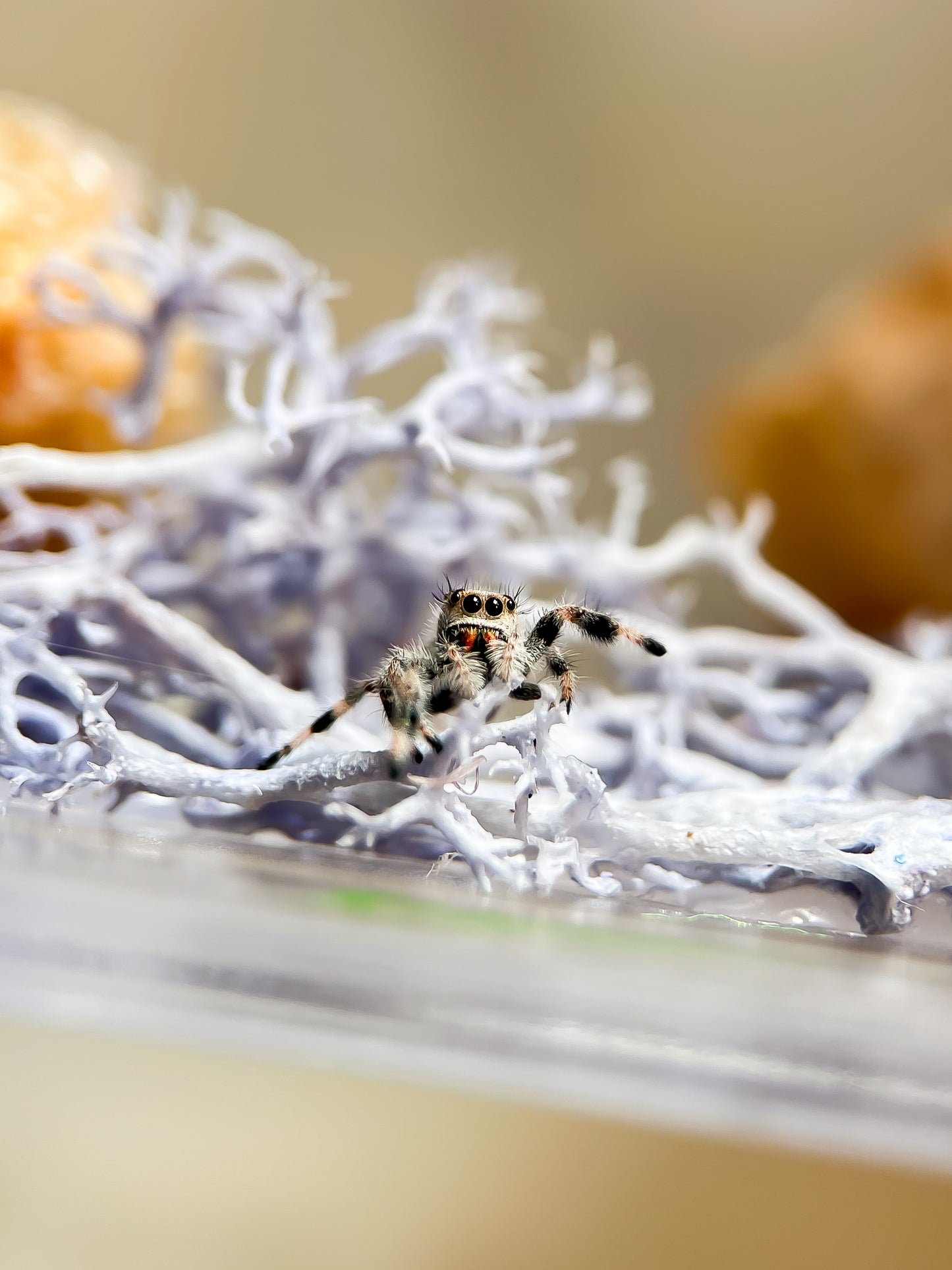 Phidippus Regius white Bahamas
