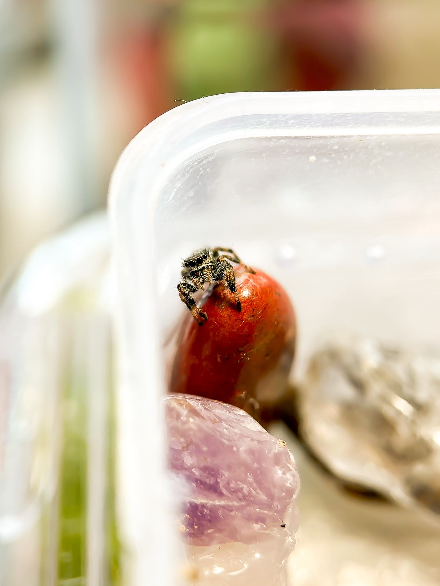 Phidippus Regius white Bahamas