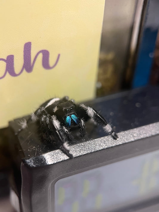 Phidippus Regius white Bahamas